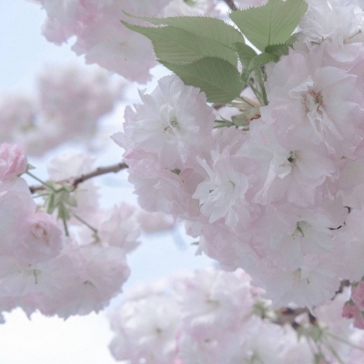 Furry插画光影处理FurryQQ群